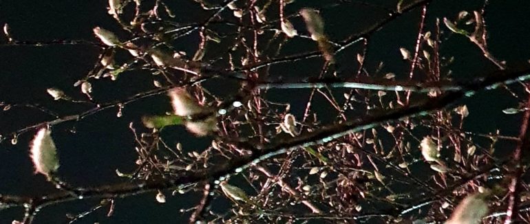 У центрі Мукачева розцвіли Великодні “ціцушки”