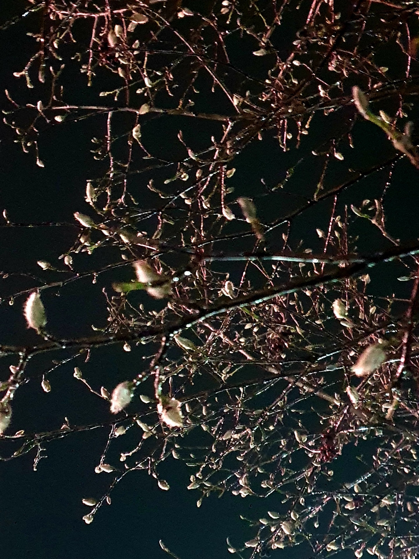 У центрі Мукачева розцвіли Великодні "ціцушки"