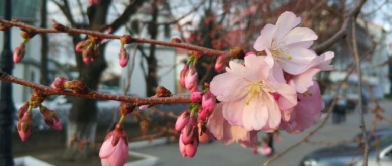 Озеленене Мукачево: понад 11 мільйонів гривень витрачено на квіткові композиції