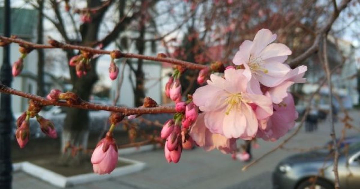 Озеленене Мукачево: понад 11 мільйонів гривень витрачено на квіткові композиції