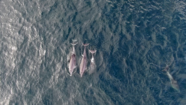 Босфор на стільки очистився, що до нього повернулися дельфіни. Їх зафіксували на відео