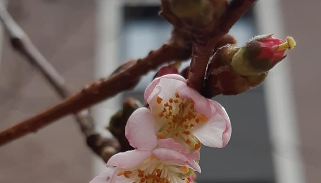 Не “вербовими котиками” єдиними: на початку січня у Мукачеві розцвіла сакура