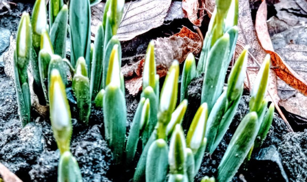 Аномальна зима на Закарпатті: в середині січня зацвіли первоцвіти