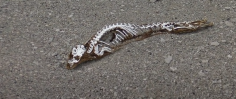 В Антарктиді знайшли скелет загадкової істоти