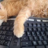 Солодкий сон чотирилапого: найкумедніша підбірка, де може заснути кіт