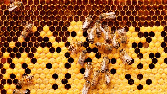 Поки співробітники працювали віддалено: 20 тисяч бджіл атакували офіс компанії