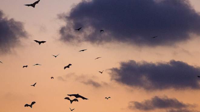 В Україні сотня рідкісних тварин замерзли на смерть