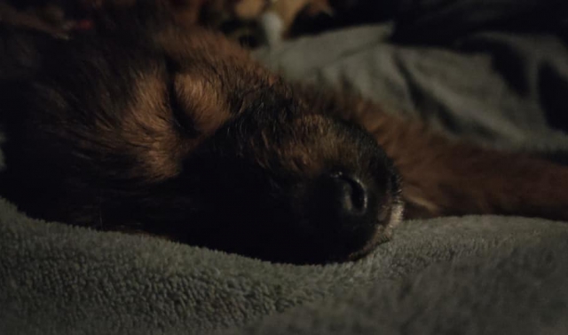 Унікальна подія: в Ужгороді Патрульні врятували щеня, яке знайшли серед дороги