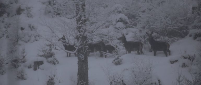 Спокійно гуляють засніженим лісом: у Карпатах фотограф зафіксував стадо оленів
