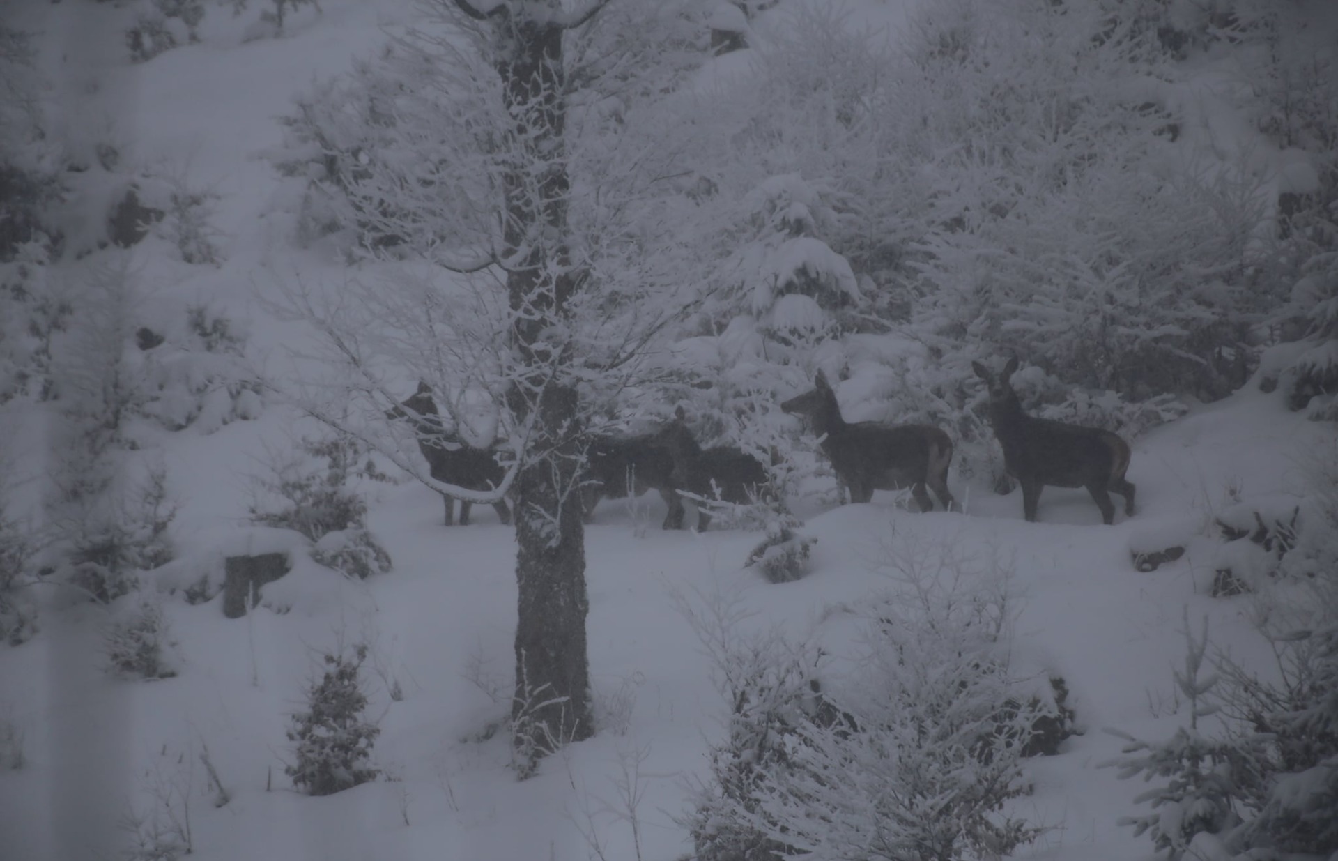 Спокійно гуляють засніженим лісом: у Карпатах фотограф зафіксував стадо оленів