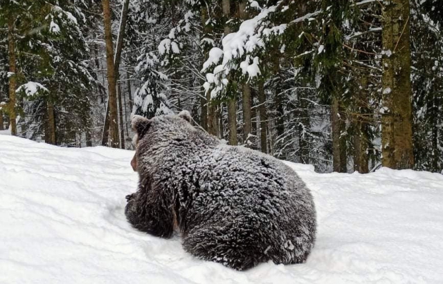На Закарпатті з настанням морозів бурмило полягало в сплячку