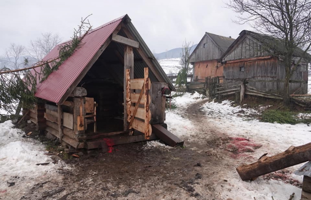 Жахливий інцидент на Міжгірщині: двоє вовків пошматували шістьох овець