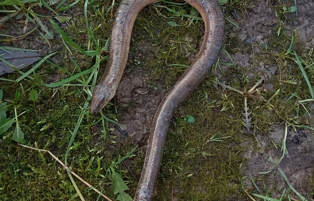 На Закарпатті внаслідок потепління почали прокидатись змії