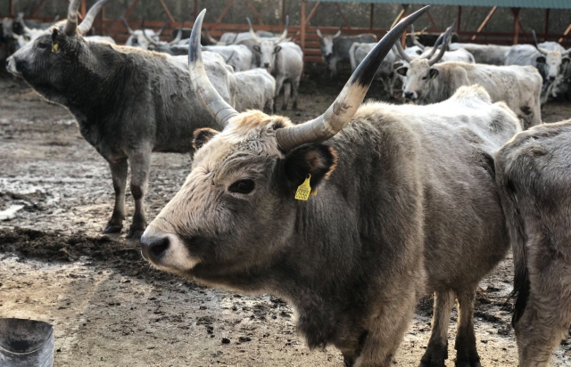 Туристична родзинка Закарпаття: на Ужгородщині живе унікальний вид угорських коров