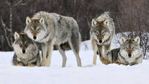 Зграя вовків на Закарпатті продовжує нападати на село: майже півсотні тварин вже пошматовані