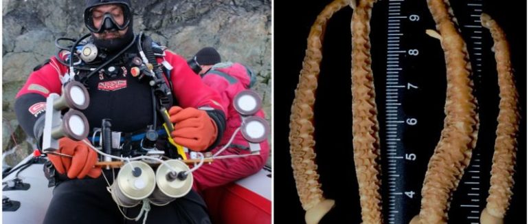 25 років станції “Вернадський”. Нове відкриття українських вчених про еволюцію океану