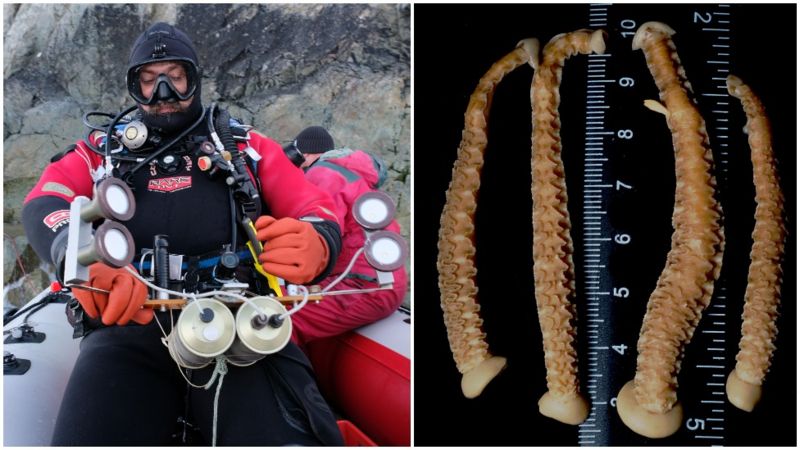 25 років станції "Вернадський". Нове відкриття українських вчених про еволюцію океану