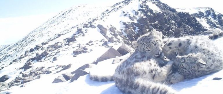 Як зберегти снігових барсів? Це під силу тільки молоді, кажуть вчені