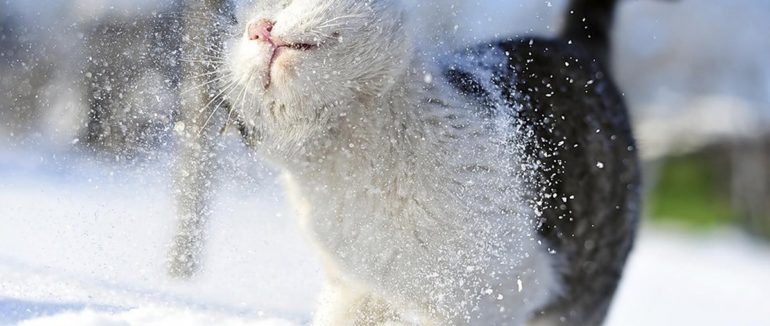 Туман, ожеледь та погана видимість на високогір’ї: погода на Закарпатті