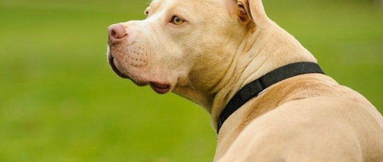 Напад бійцівської собаки: в Ужгороді пітбуль покусав жінку