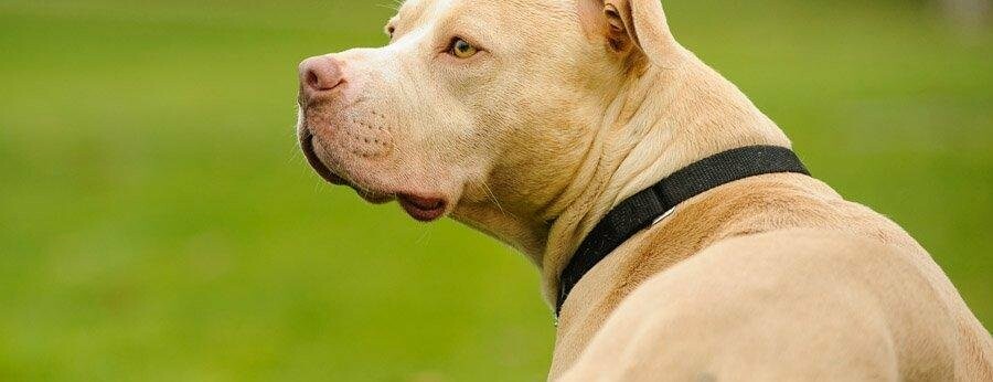 Напад бійцівської собаки: в Ужгороді пітбуль покусав жінку