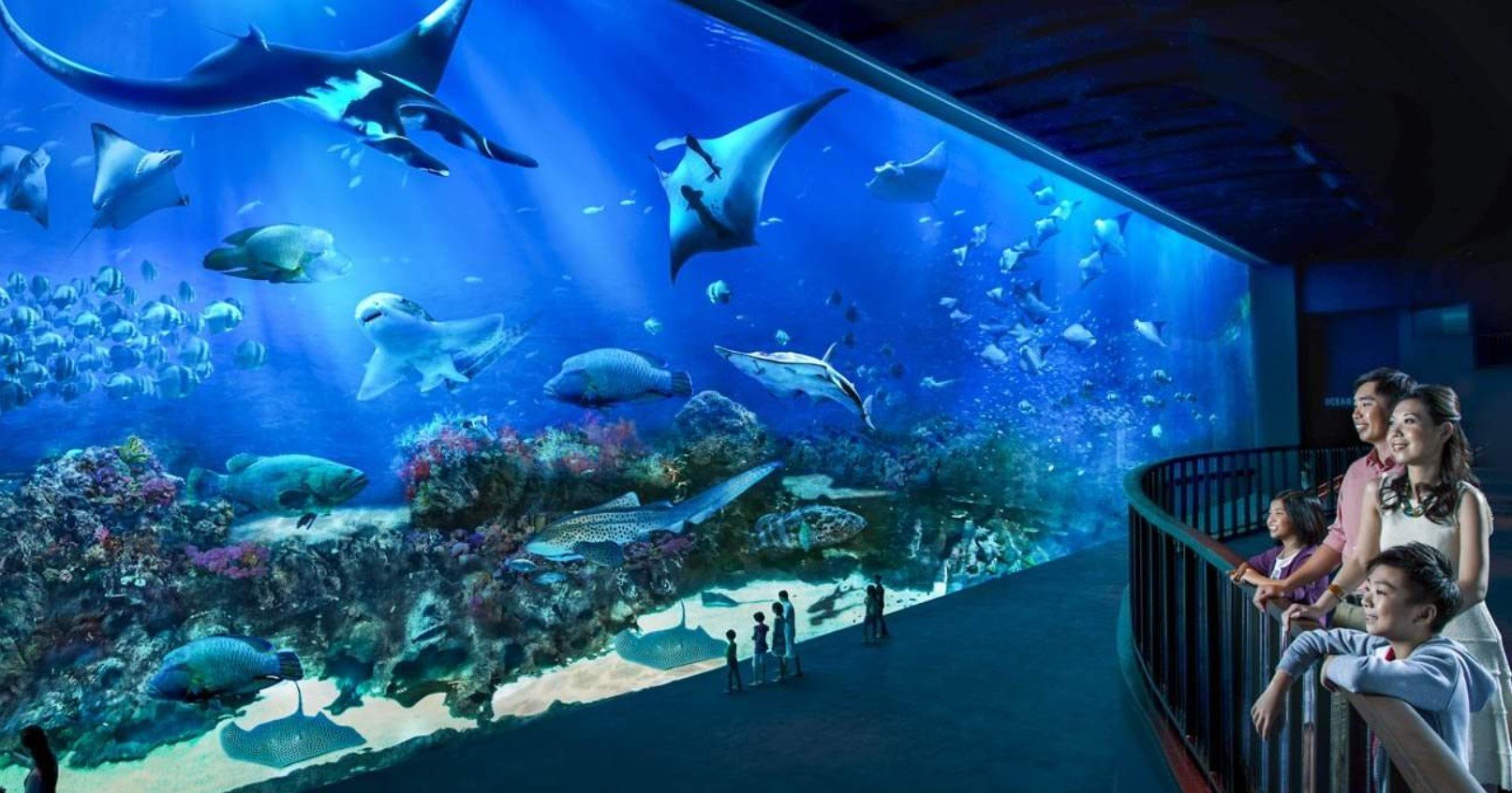 Прогулятись по дні моря: де розташовані 6 найдивовижніших океанаріїв світу