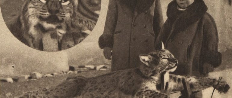 Мисливське Закарпаття: в мережі оприлюднили архівне фото з впольованою риссю