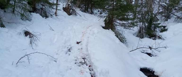 Розфасовували туші оленів по пакетах: на Закарпатті розслідують факт браконьєрства у НПП “Синевир”