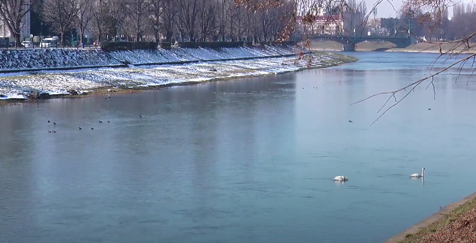 Лебедина пара: на Ужі осіли благородні птахи