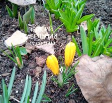 Весна на носі: у двориках Мукачева розцвіли різнокольорові шафрани