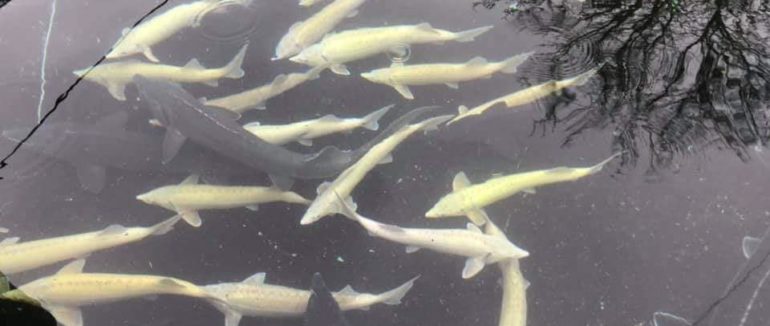 Чоловік на Тячівщині розводить рідкісних осетрів та унікальну бурштинову форель