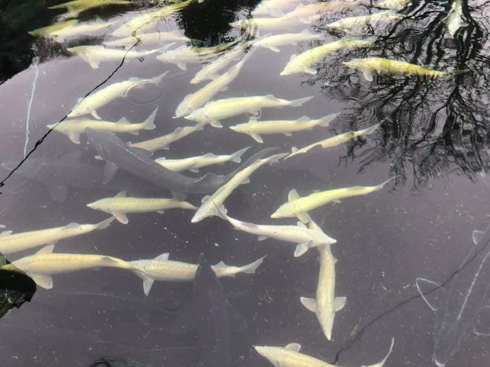 Чоловік на Тячівщині розводить рідкісних осетрів та унікальну бурштинову форель