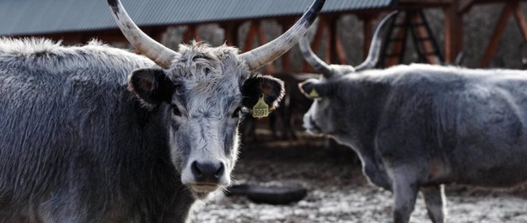 Гурмане м’ясо та унікальна якість: на Закарпатті вирощують рідкісних угорських тварин