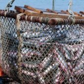 Споживання риби в Україні значно зросло