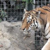 Загриз на смерть: в українському зоопарку тигр напав на працівника