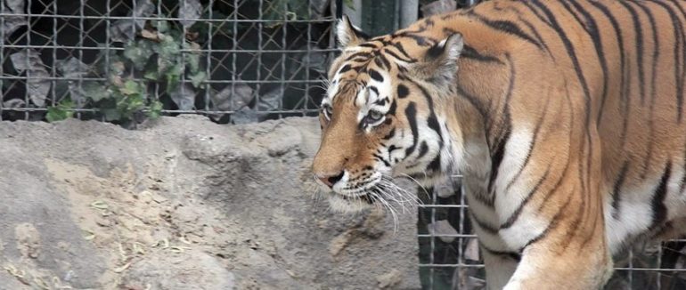Загриз на смерть: в українському зоопарку тигр напав на працівника