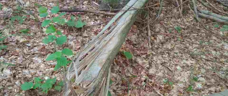 Майже 100 тисяч гривень штрафу: з Тячівського лісгоспу стянуто кошти за порушення природоохоронного законодавства