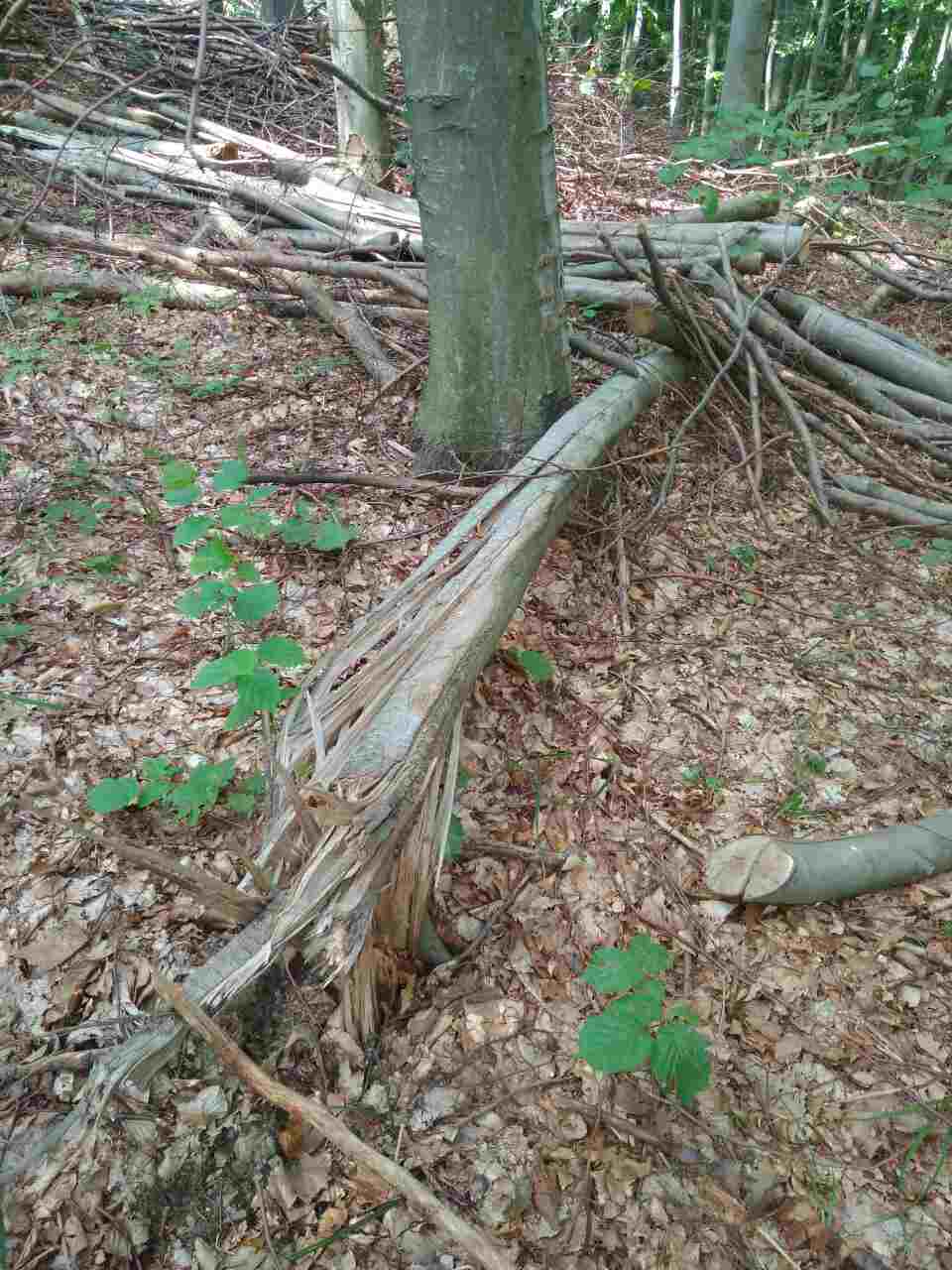 Майже 100 тисяч гривень штрафу: з Тячівського лісгоспу стянуто кошти за порушення природоохоронного законодавства