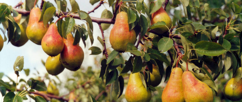 Іршавська груша: дерево плодоносить вже понад 600 років