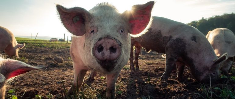 “Свиня”, “зміюка”, “пацюк”: борці за права тварин просять не лаятись такими словами