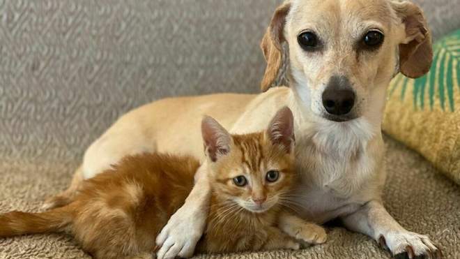 Собака виховала понад 160 кошенят: милі фото прийомної мами та її малюків