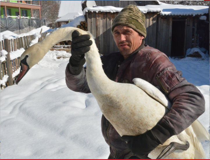 У Карпатському заповіднику рятують лебедя