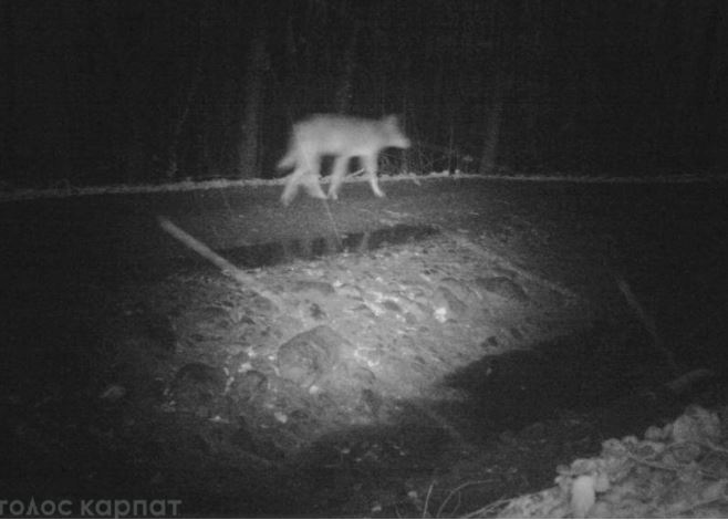 Небезпека на Закарпатті: вже вкотре розгулює зграя диких вовків