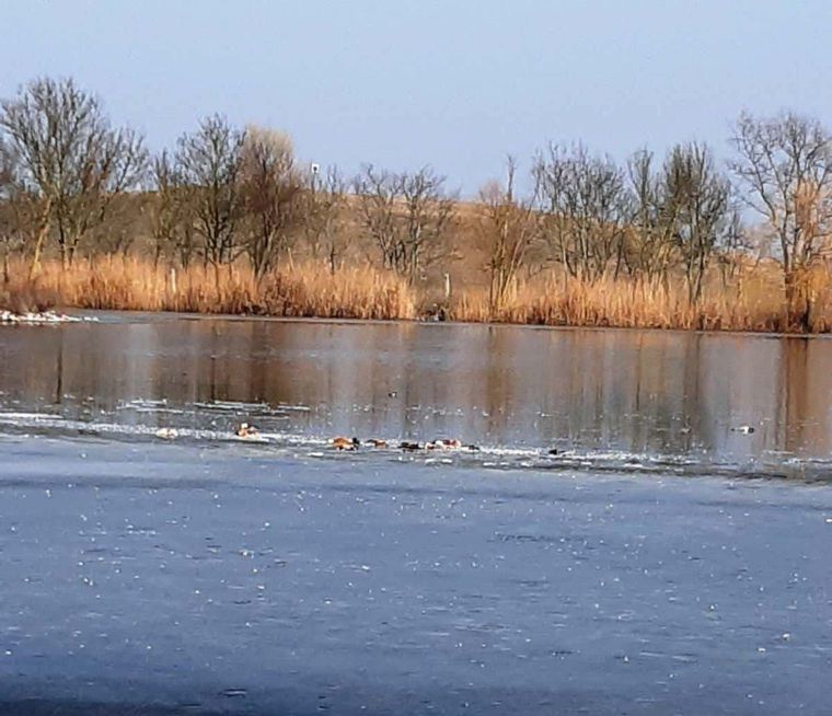 У заповіднику «Асканія-Нова» знову зафіксували масову гибель птахів