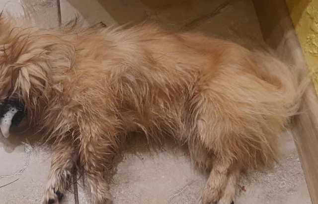 На Закарпатті б’ють на сполох: у Сваляві масово труять чотирилапих