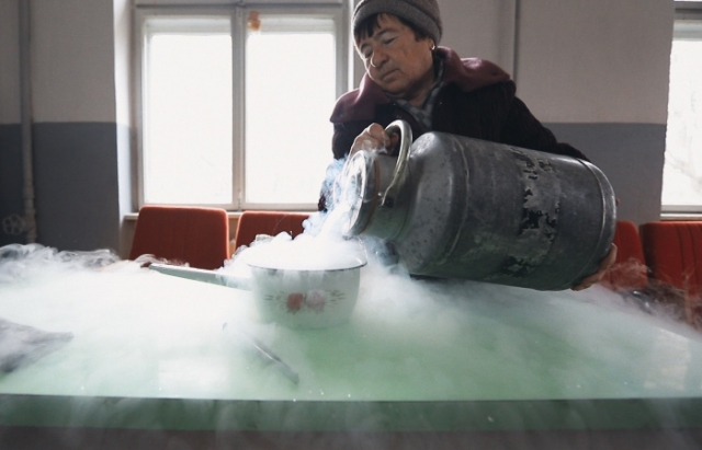 Закарпатський бугай: популяція Карпатської Бурої продовжується за допомогою підприємства на Мукачівщині