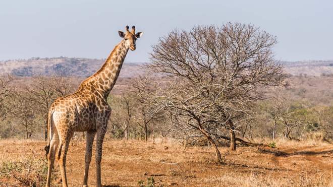 У ПАР подружжя вбило жирафа: зробили з серця “валентинку”