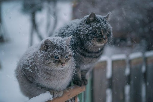 Температура опуститься до – 22: прогноз погоди на Закарпатті