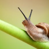 Україна стала найбільшим експортером равликів до Великобританії