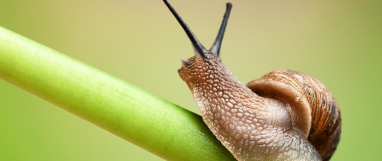 Україна стала найбільшим експортером равликів до Великобританії